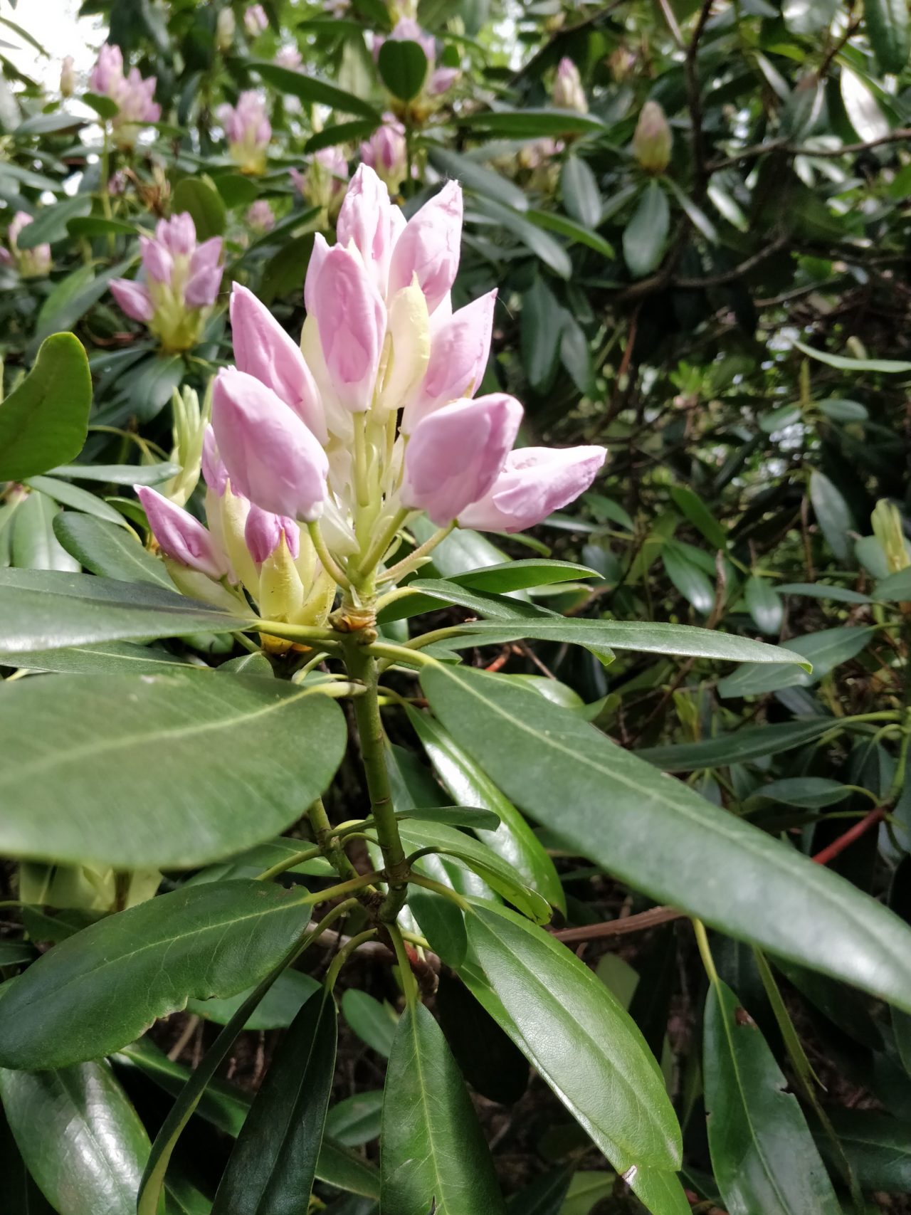 Peindre Des Boutons De Rhododendrons L Aquarelle Ursula Schichan