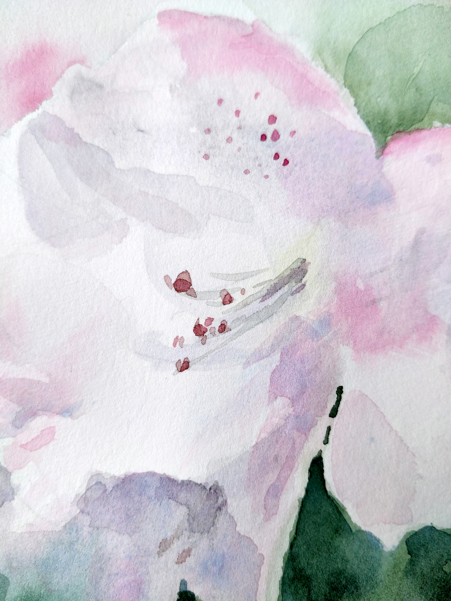 White flowers in watercolor - Ursula Schichan